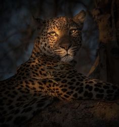 a large leopard sitting on top of a tree branch in the dark night time with its eyes open