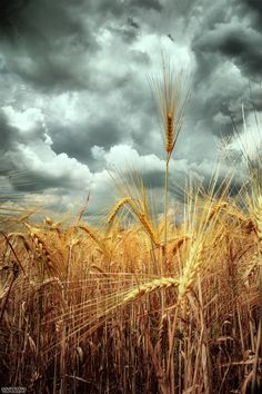 a wheat field with storm clouds in the background