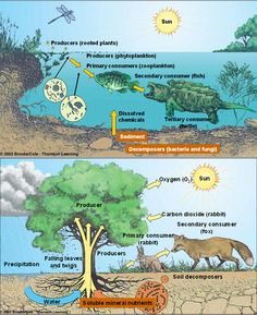 the life cycle of an animal and its environment in which it is found to be