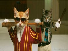 two cats wearing sunglasses and one is holding a baseball bat