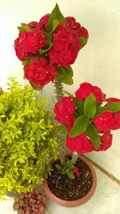 two potted plants are sitting next to each other on the floor in front of a white wall