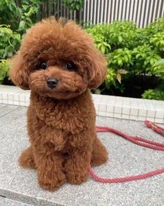 a small brown dog sitting on top of a cement floor next to bushes and trees