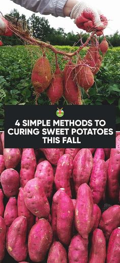 a pile of red potatoes sitting next to each other on top of a lush green field