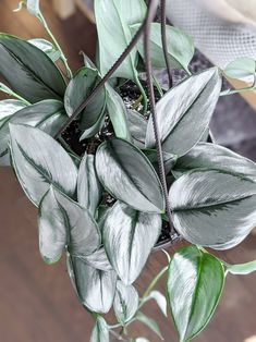 a potted plant with green leaves in it's centerpiece on a wooden table