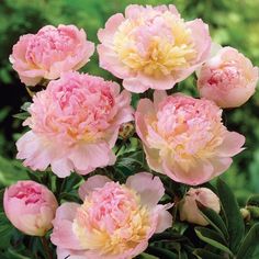 pink and yellow flowers are blooming in the garden