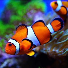 an orange and white clown fish swimming on top of some corals in an aquarium