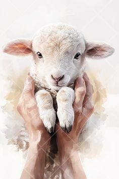 two hands holding a sheep in front of a white background with the image of a lamb's face