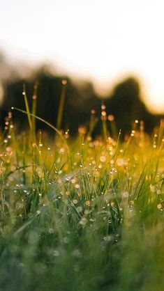 the grass is covered with dew as the sun sets