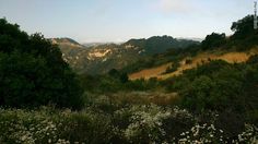 the mountains are covered in trees and flowers