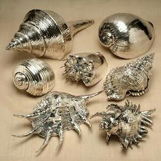 several silver sea shells are shown on a beige surface, with one shell in the middle