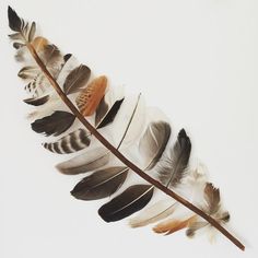 a branch with several different colored feathers on it