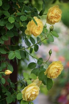 yellow roses are blooming in the garden