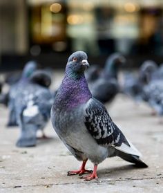 a flock of pigeons standing on the ground