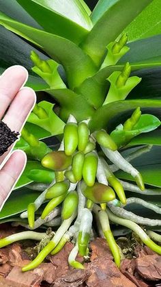 a hand holding up a plant with green leaves