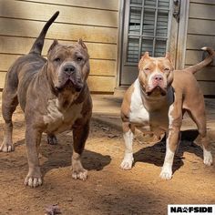 two brown and white pitbulls standing next to each other in front of a house