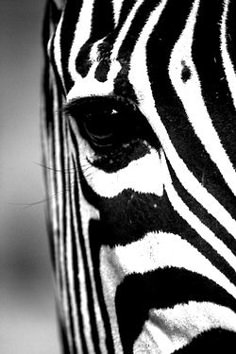 a close up view of the eye of a zebra