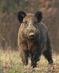 a wild boar is walking through the grass