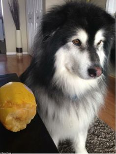 a black and white dog standing next to a piece of food