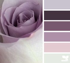 a purple rose is shown in this color scheme