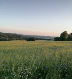 a field with blue flowers and trees in the distance