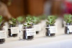 small jars with plants in them sitting on a table