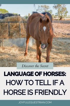 a horse standing in hay with the words language of horses how to tell if a horse is friendly