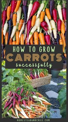 carrots with the title how to grow carrots successfully on it's cover