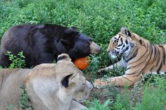 two lions and a bear are playing with each other in the grass, one is eating an orange ball