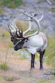 an animal with very large antlers standing in the grass