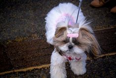 a small dog wearing a white tutu with pink tags on it's ears