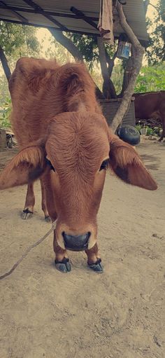 a brown cow standing on top of a dirt field next to a building and trees