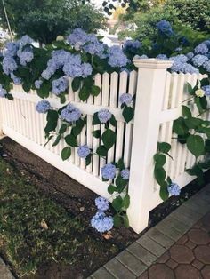 a white picket fence with blue flowers growing on it