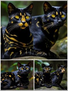 two black cats with yellow eyes sitting on a rock in the woods, and another cat laying down next to them