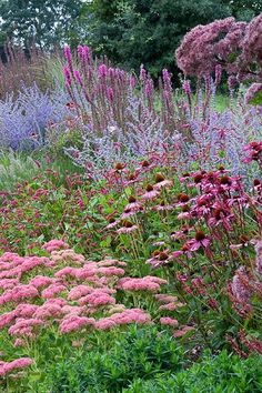 a garden filled with lots of purple flowers and green plants next to tall grass covered trees