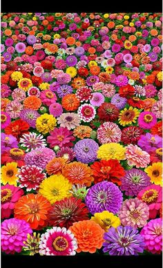 a field full of colorful flowers with lots of different colored flowers in the middle of it