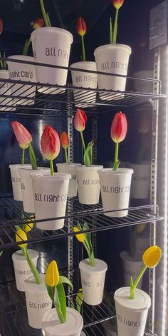 several white cups with tulips in them on a shelf