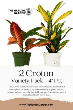 two croton variety pack - 4 pot from the harden garden on sale now