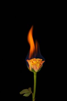 a single rose is shown with flames coming out of the petals in the dark background