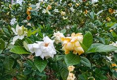 some white and yellow flowers are in the bushes