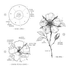 three different types of flowers on a white background, with the names and numbers below them