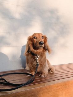 a brown dog sitting on top of a wooden bench next to a black leather leash