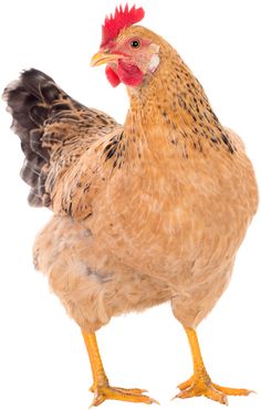 a close up of a chicken on a white background