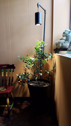 there is a potted plant next to a chair