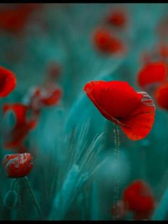 some red flowers that are in the grass