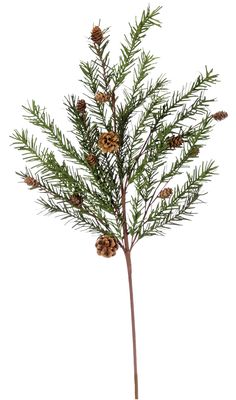 a small pine tree with cones on it