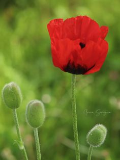 two red flowers with green stems in the foreground