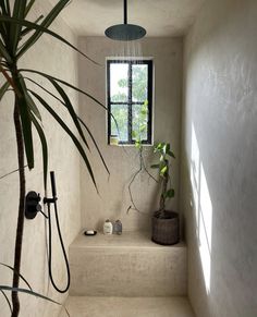 a bathroom with a window, shower head and plants in the bathtub next to it