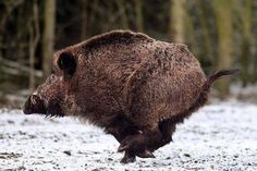 a large brown bear walking across a snow covered forest