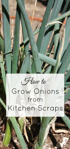 green onions growing from the ground with text overlay that reads how to grow onions from kitchen scraps