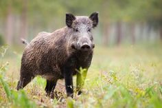 a wild boar is standing in the grass